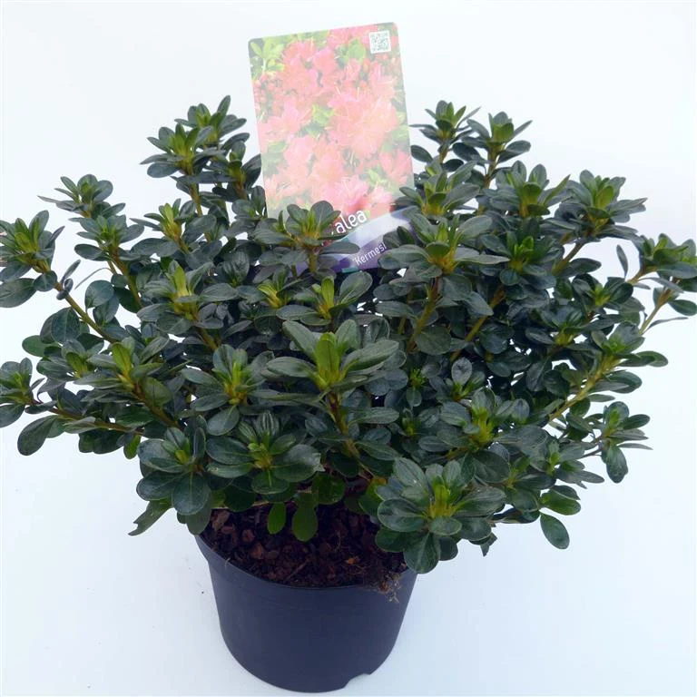 Rhododendron (AJ) 'Kermesina' C3 (3 liters kruka) 25-30 cm