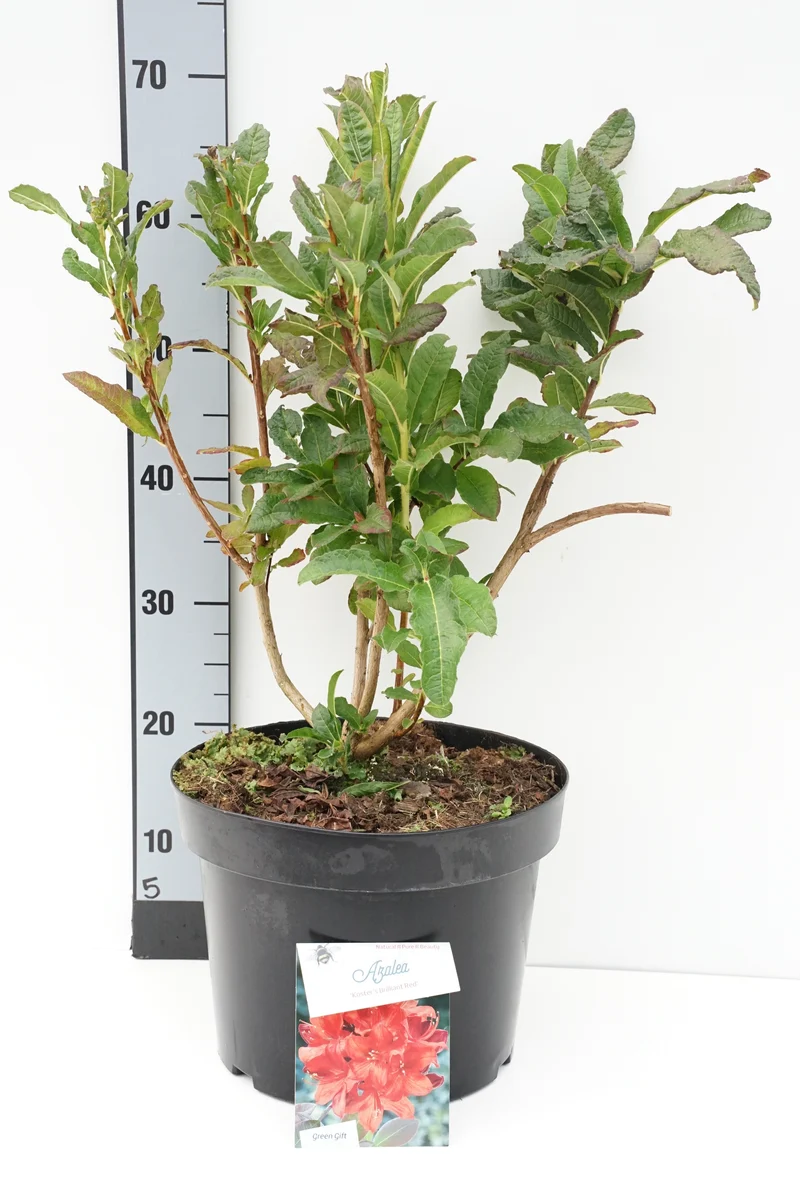 Rhododendron (AM) 'Kost. Bril. Red' C10 (10 liters kruka) 50-60 cm