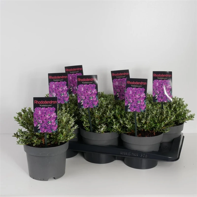 Rhododendron keleticum C2 (2 liters kruka) 20-25 cm
