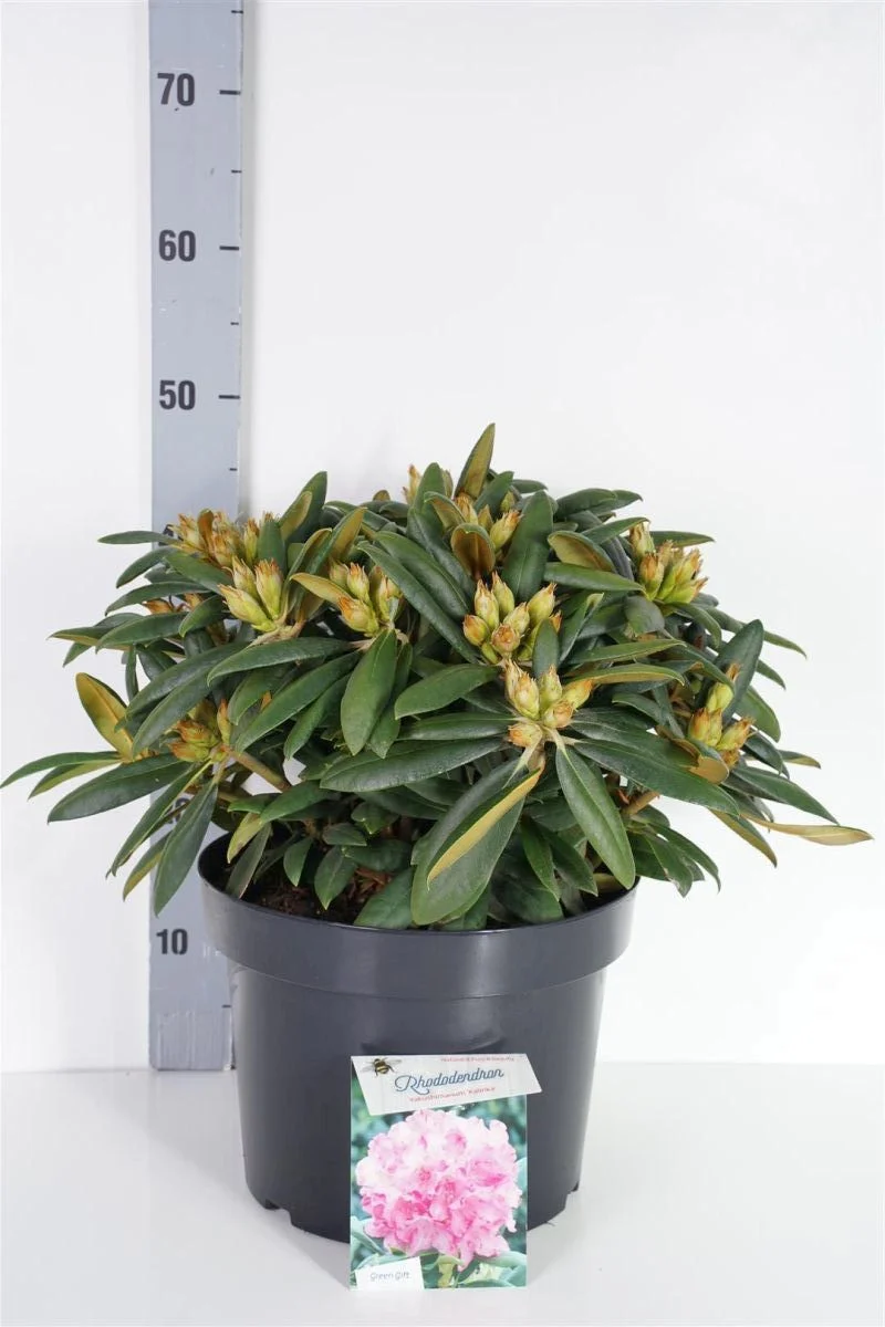 Rhododendron (Y) 'Kalinka' C5 (5 liters kruka) 25-30 cm