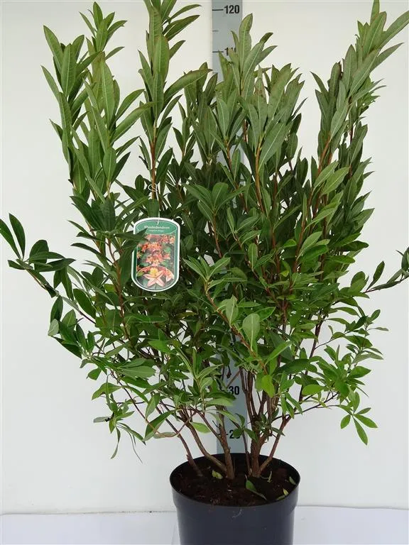 Rhododendron 'Joseph. Klinger' 40-50 cm, C5 (5 liters kruka)