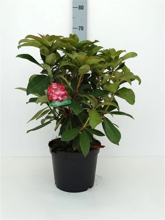 Rhododendron 'Junifeuer' C5 (5 liters kruka) 30-40 cm