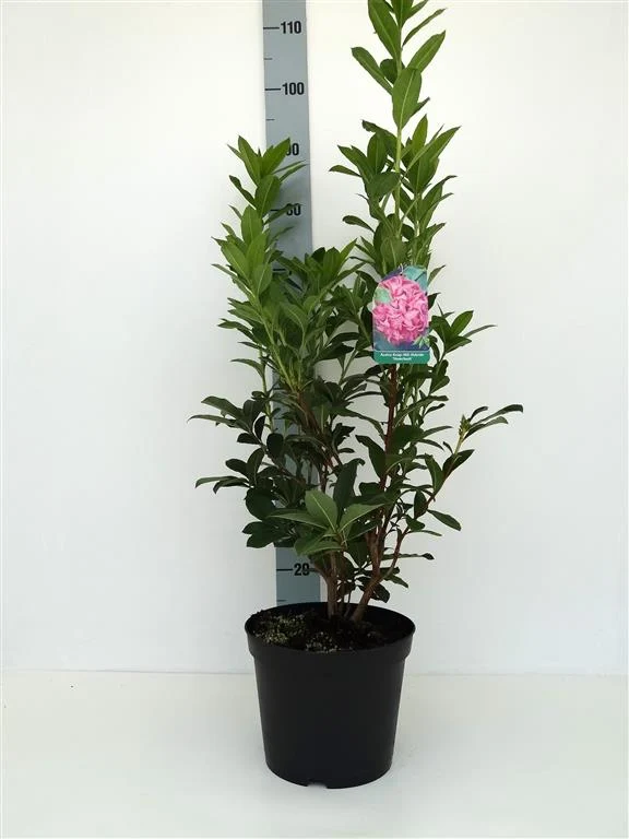 Rhododendron (AK) 'Homebush' C12 (12 liters kruka) 60-80 cm