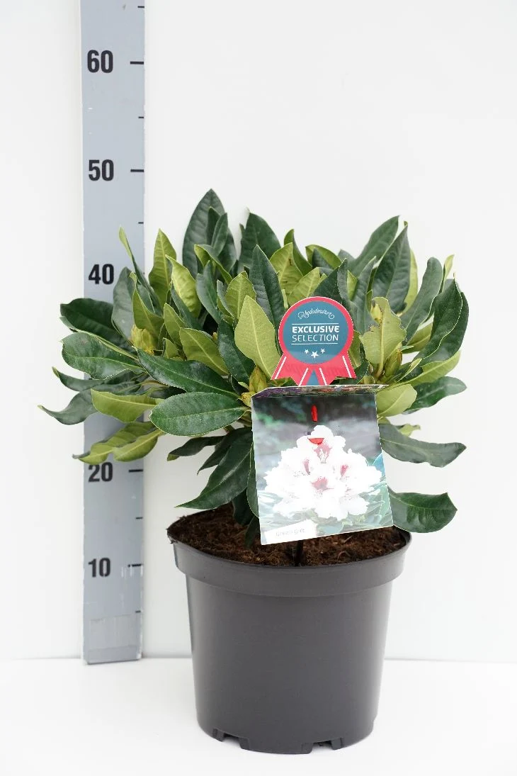 Rhododendron Hachmann's Picobello C5 (5 liters kruka) 30-40 cm