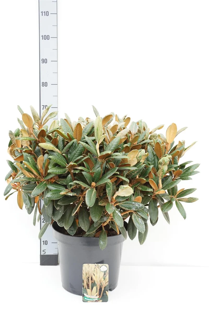 Rhododendron 'Hydon Velvet' C5 (5 liters kruka) 30-40 cm