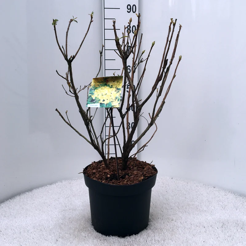 Rhododendron (AK) 'Harvest Moon' C5 (5 liters kruka) 30-40 cm