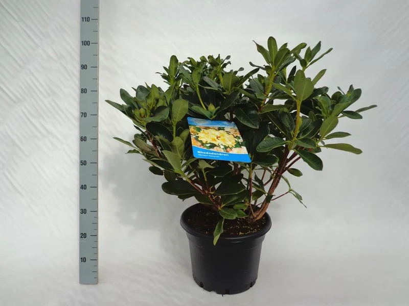 Rhododendron 'Horizon Monarch' C20 (20 liters kruka) 60-80 cm