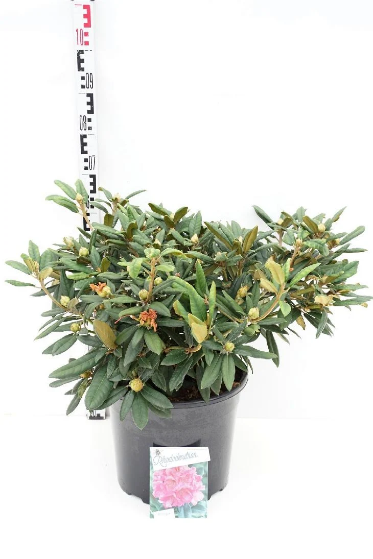 Rhododendron (Y) 'Hydon Hunter' C20 (20 liters kruka) 50-60 cm