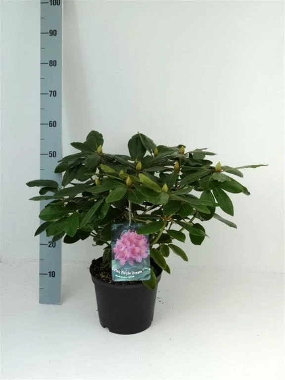 Rhododendron h. 'Pink Purple Dream' 30-40 cm C5 (5 liters kruka)