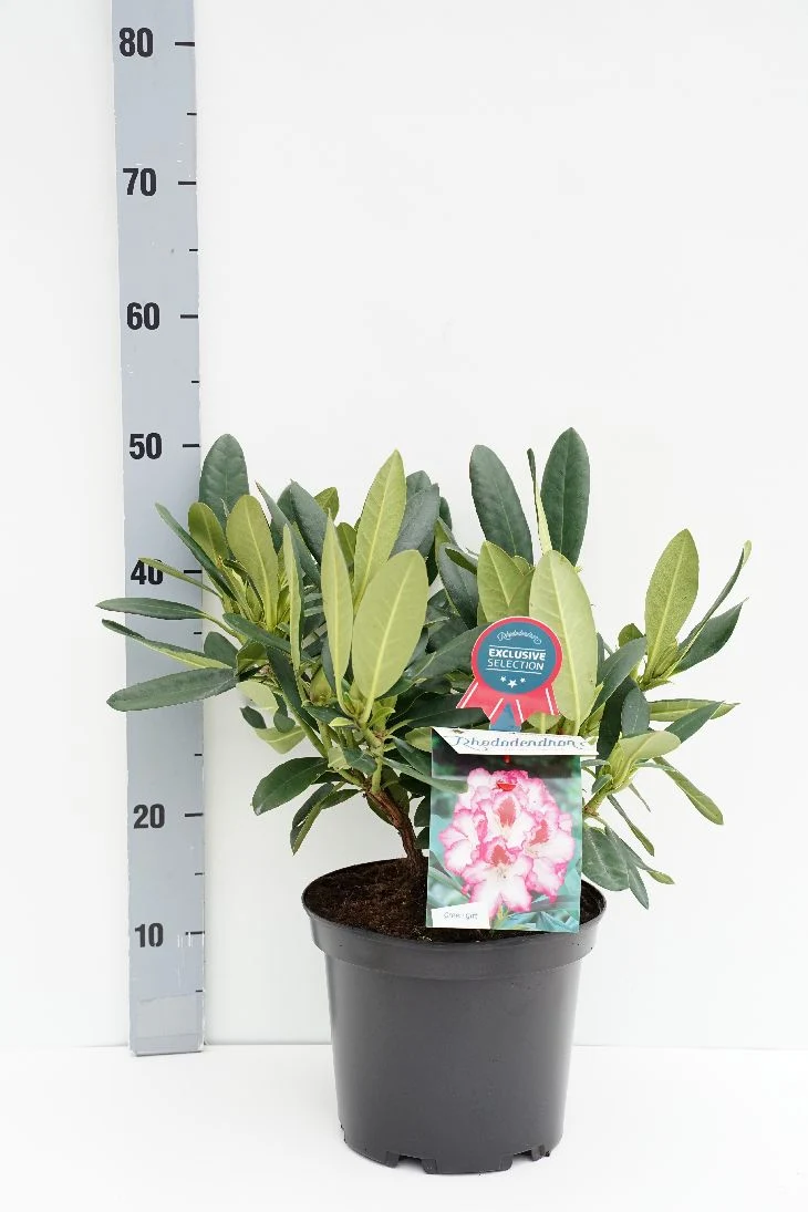 Rhododendron 'Hachmann's Charmant' C5 (5 liters kruka) 30-40 cm
