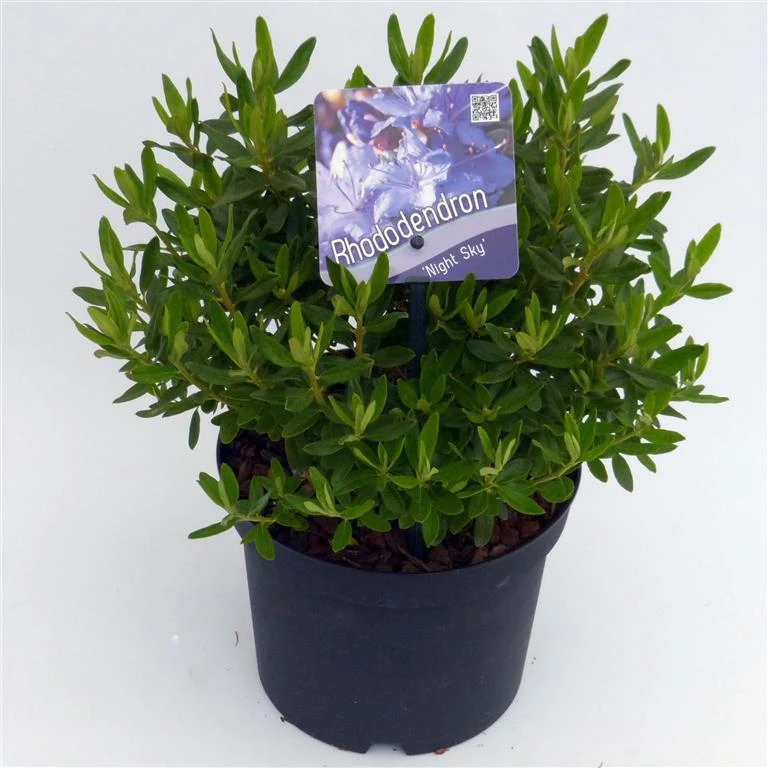 Rhododendron 'Night Sky' C5 (5 liters kruka) 30+ cm