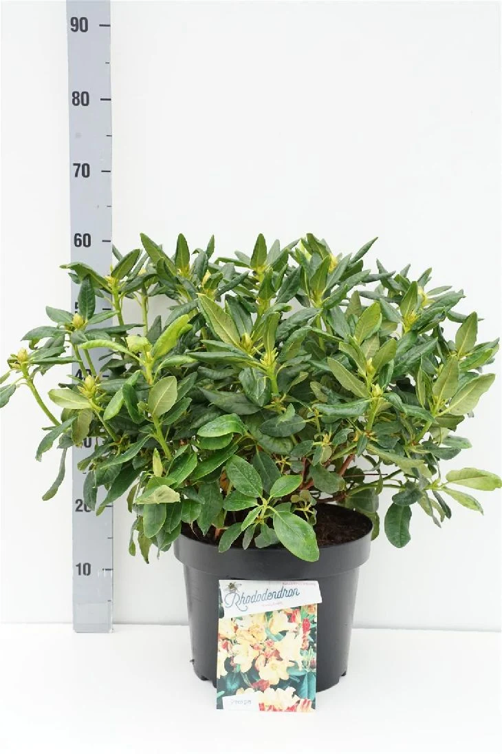 Rhododendron 'Nancy Evans' C20 (20 liters kruka) 60-80 cm
