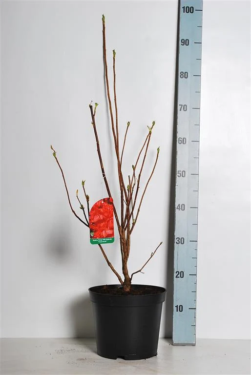 Rhododendron (AK) 'Feuerwerk' C5 (5 liters kruka) 30-40 cm