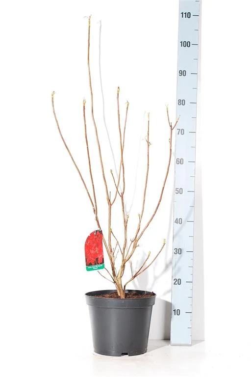 Rhododendron (AK) 'Fireball' C5 (5 liters kruka) 40-50 cm