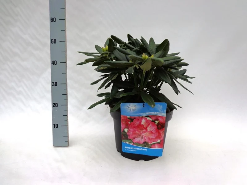 Rhododendron (Y) 'Fantastica' 40-50 cm, C10 (10 liters kruka)