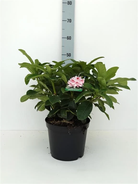 Rhododendron 'Furnivall's Daughter' C5 (5 liters kruka) 30-40 cm