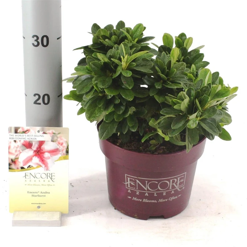 Rhododendron 'Encore® Starburst' C3 (3 liters kruka) / 19 cm kruka 20-25 cm