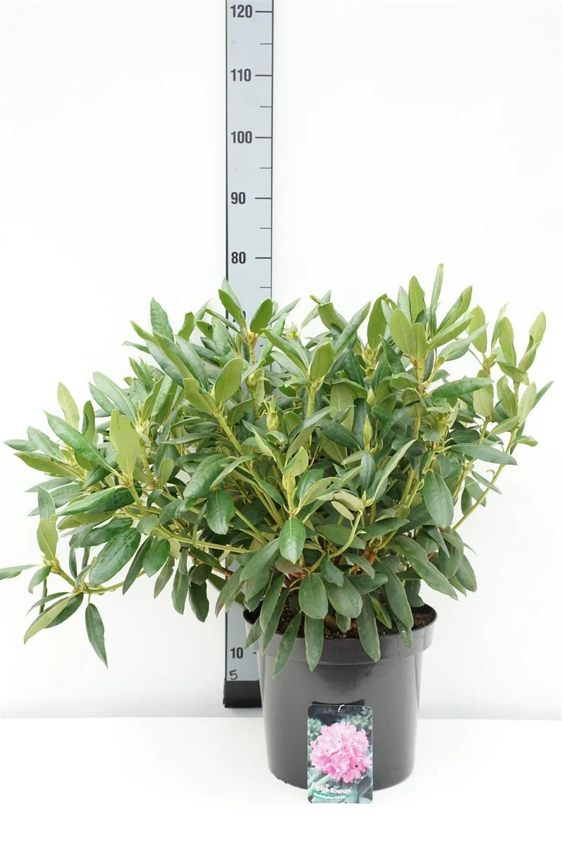 Rhododendron 'English Roseum' C12 (12 liters kruka) 50-60 cm