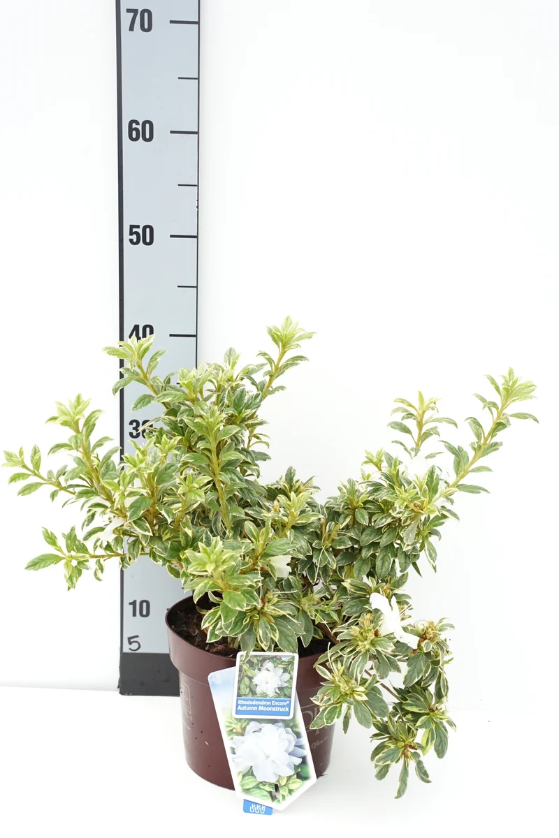 Rhododendron 'Encore® Moonstruck' C5 (5 liters kruka) 30–35 cm