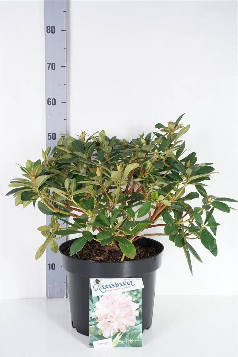 Rhododendron (Y) 'Dreamland' C10 (10 liters kruka) 30-40 cm