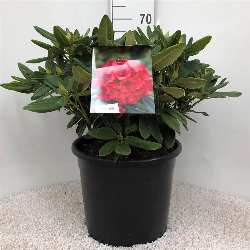 Rhododendron (Y) 'Dopey' C20 (20 liters kruka) 40-50 cm