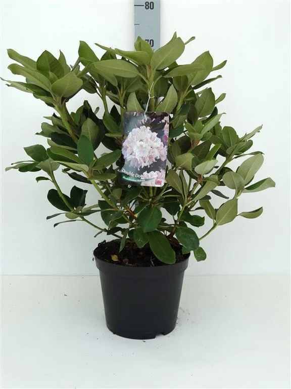 Rhododendron (T) 'Double Dots' C5 (5 liters kruka) 30-40 cm