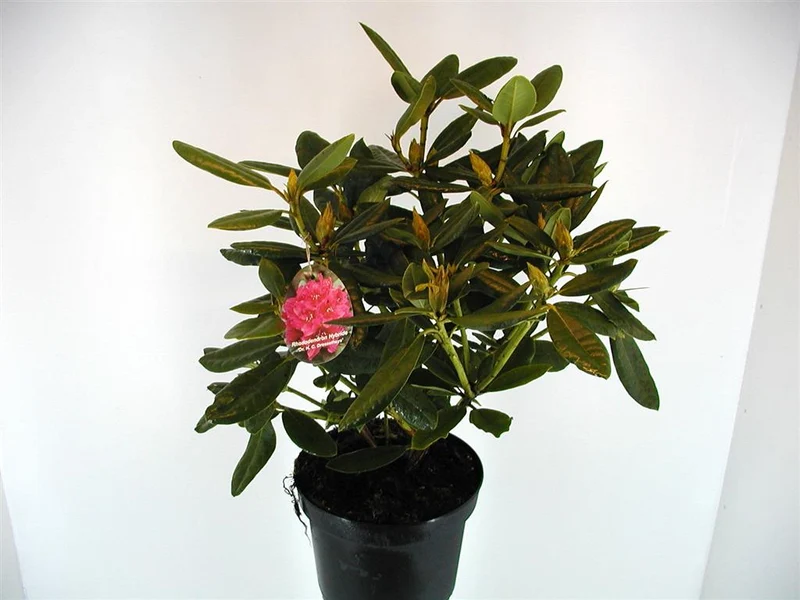 Rhododendron 'Dr H.C. Dresselhuys' C5 (5 liters kruka) 30-40 cm
