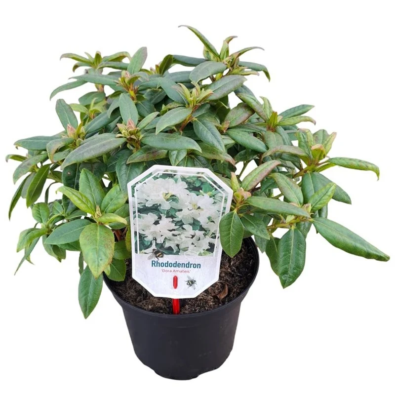 Rhododendron 'Dora Amateis' C3 (3 liters kruka) 25-30 cm