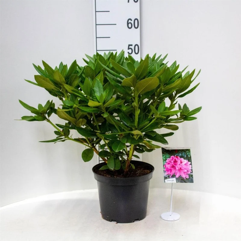 Rhododendron 'Cosmopolitan' C5 (5 liters kruka) 30-40 cm