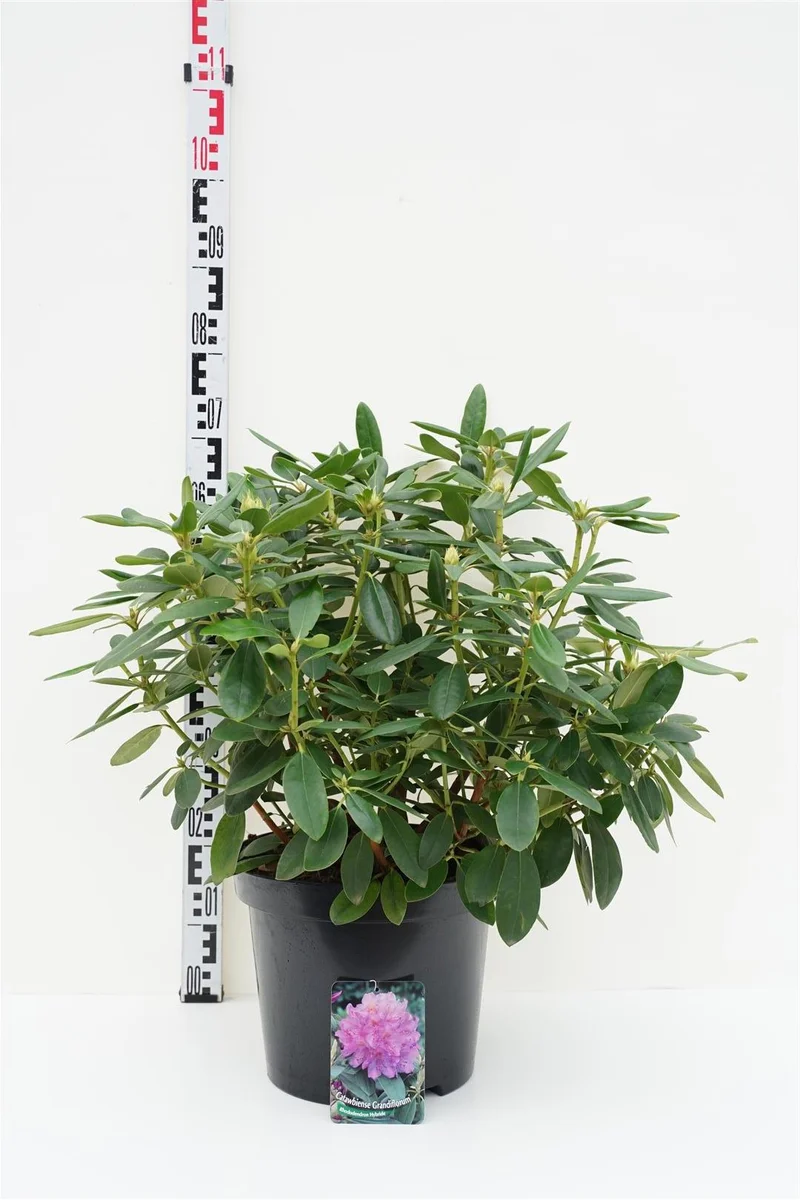Rhododendron 'Catawb. Grandiflorum' C5 (5 liters kruka) 30-40 cm INKARHO