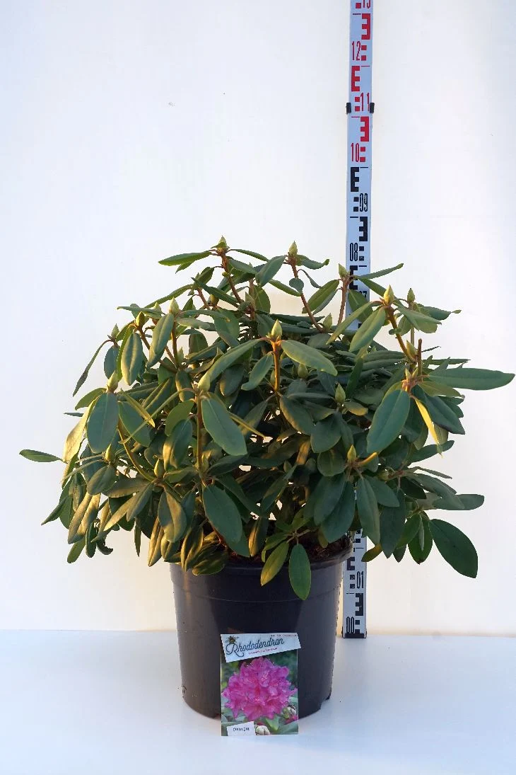 Rhododendron 'Catawb. Boursault' C20 (20 liters kruka) 60-80 cm