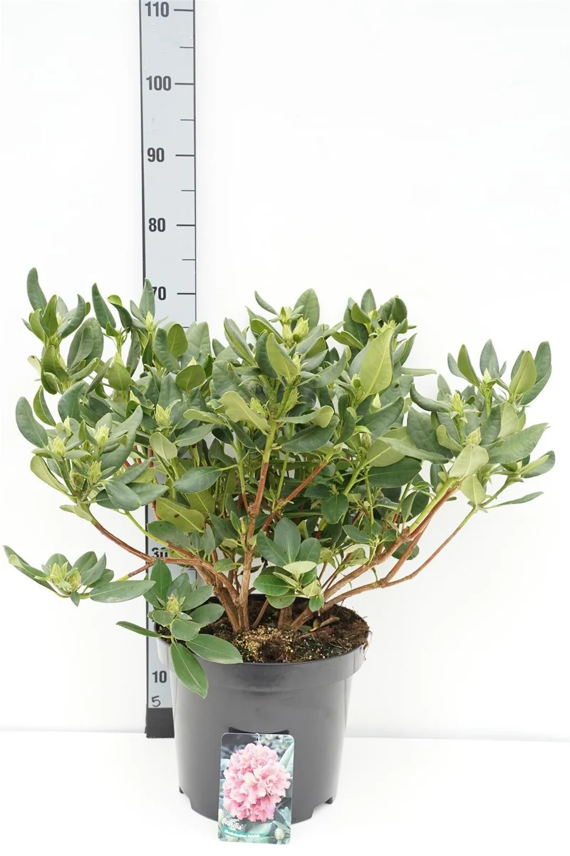 Rhododendron (Y) 'Brasilia' C12 (12 liters kruka) 50-60 cm