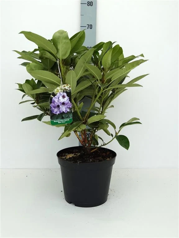 Rhododendron 'Blue Peter' 30-40 cm, C5 (5 liters kruka)