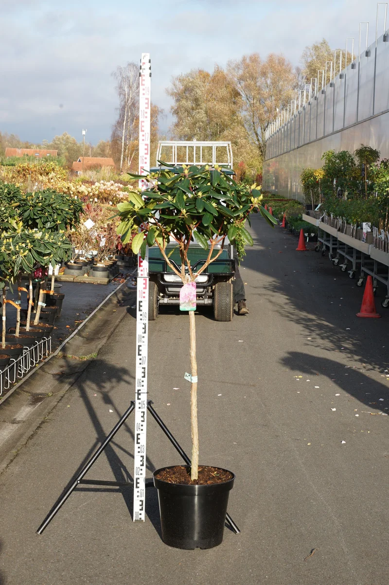 Rhododendron (Y) 'Blurettia' C5 (5 liters kruka) 25-30 cm