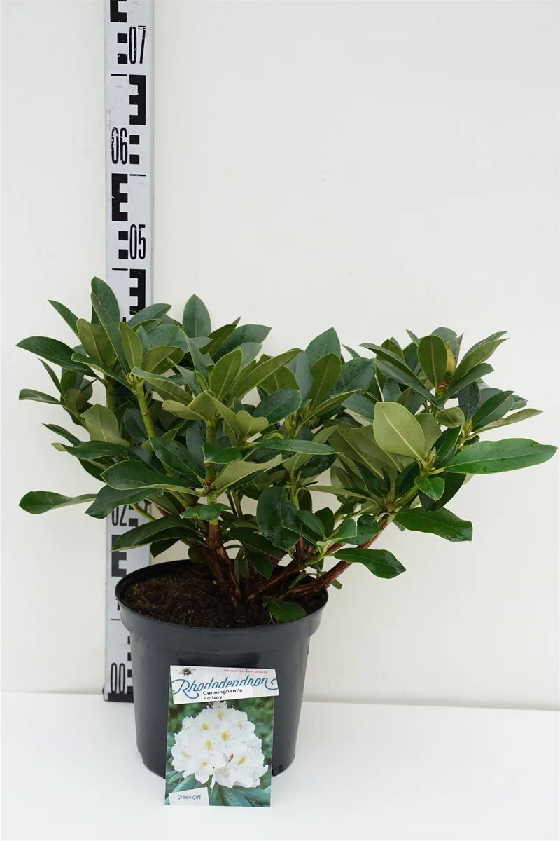 Rhododendron 'Cunningham's Fat Boy'® C5 (5 liters kruka) 30-40 cm