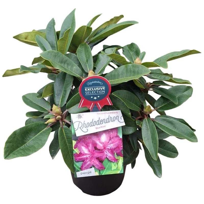 Rhododendron 'Blue Print' C5 (5 liters kruka) 30-40 cm