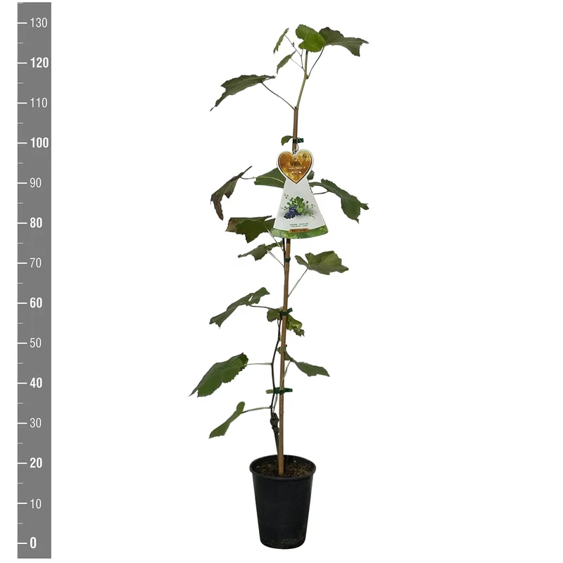 Rhododendron (AJ) 'Conny' 20-25 cm, C2 (2 liters kruka)