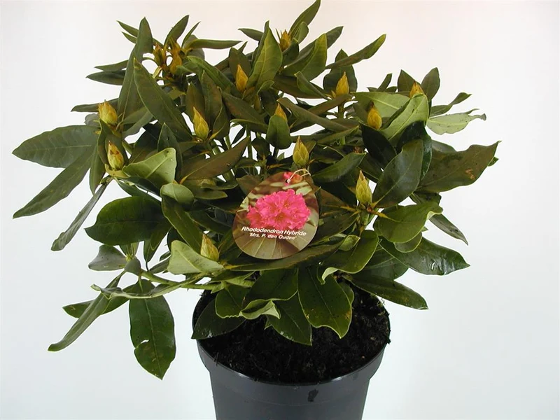 Rhododendron 'Mrs P. den Ouden' C5 (5 liters kruka) 30-40 cm
