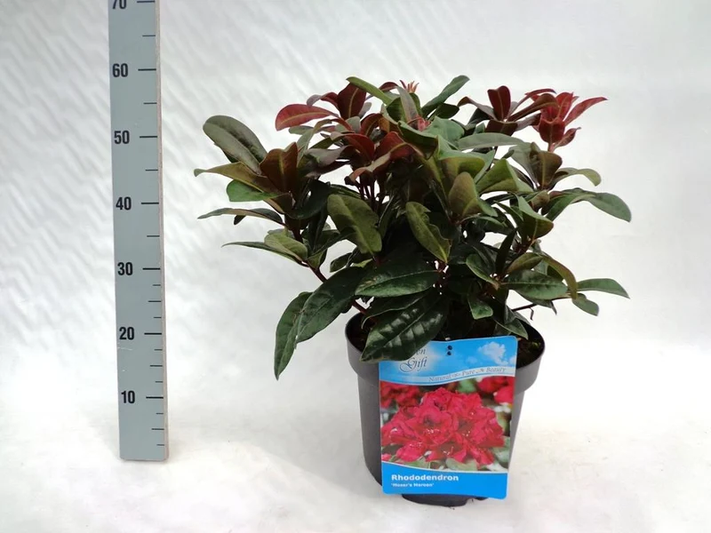 Rhododendron 'Moser's Maroon' C20 (20 liters kruka) 50-60 cm