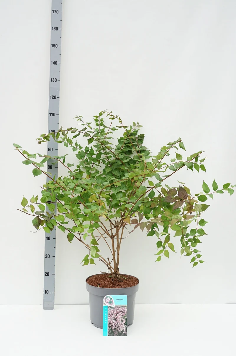 Kolkwitzia amabilis C10 (10 liters kruka) 60+ cm