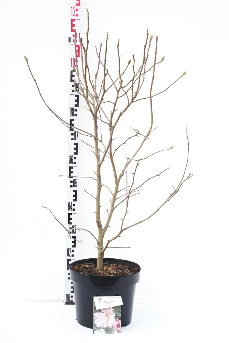 Magnolia stellata 'Rosea' C10 (10 liters kruka) 60-80 cm