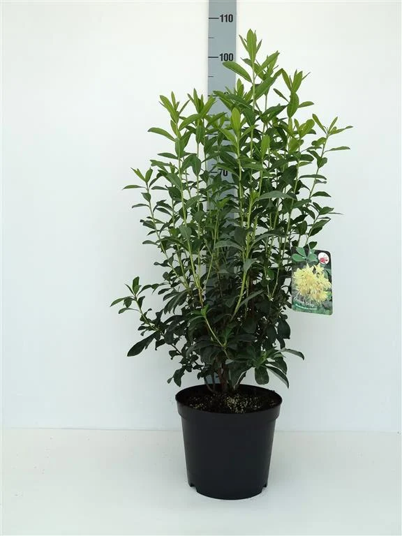 Rhododendron 'Lemon Drop' C5 (5 liters kruka) 40-50 cm