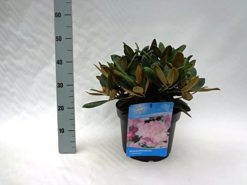 Rhododendron (Y) 'Silberwolke' C5 (5 liters kruka) 25-30 cm