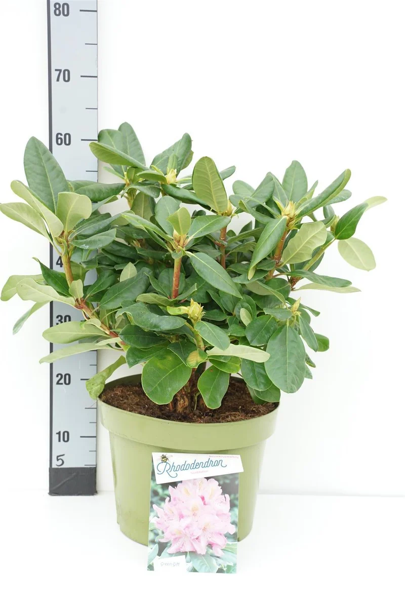 Rhododendron 'Scintillation' C20 (20 liters kruka) 50-60 cm
