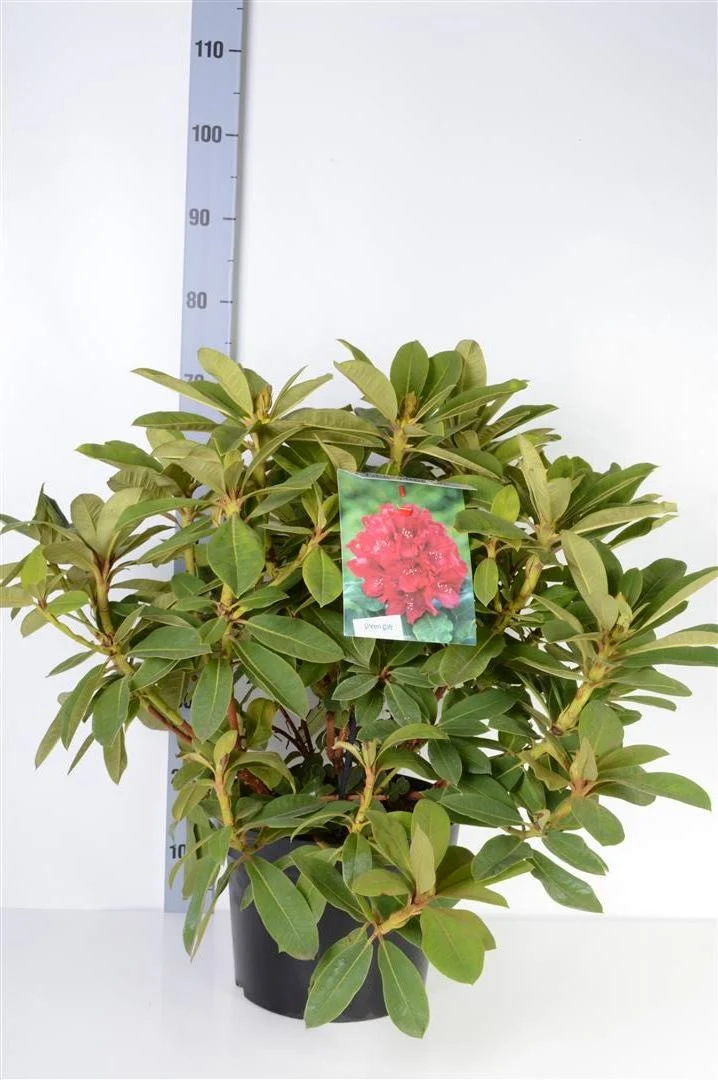 Rhododendron 'Red Jack' C5 (5 liters kruka) 30-40 cm