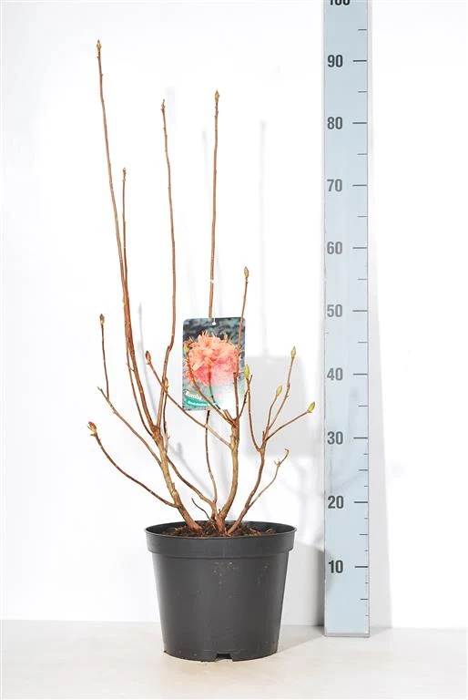 Rhododendron (AK) 'Rumba' C12 (12 liters kruka) 60-80 cm
