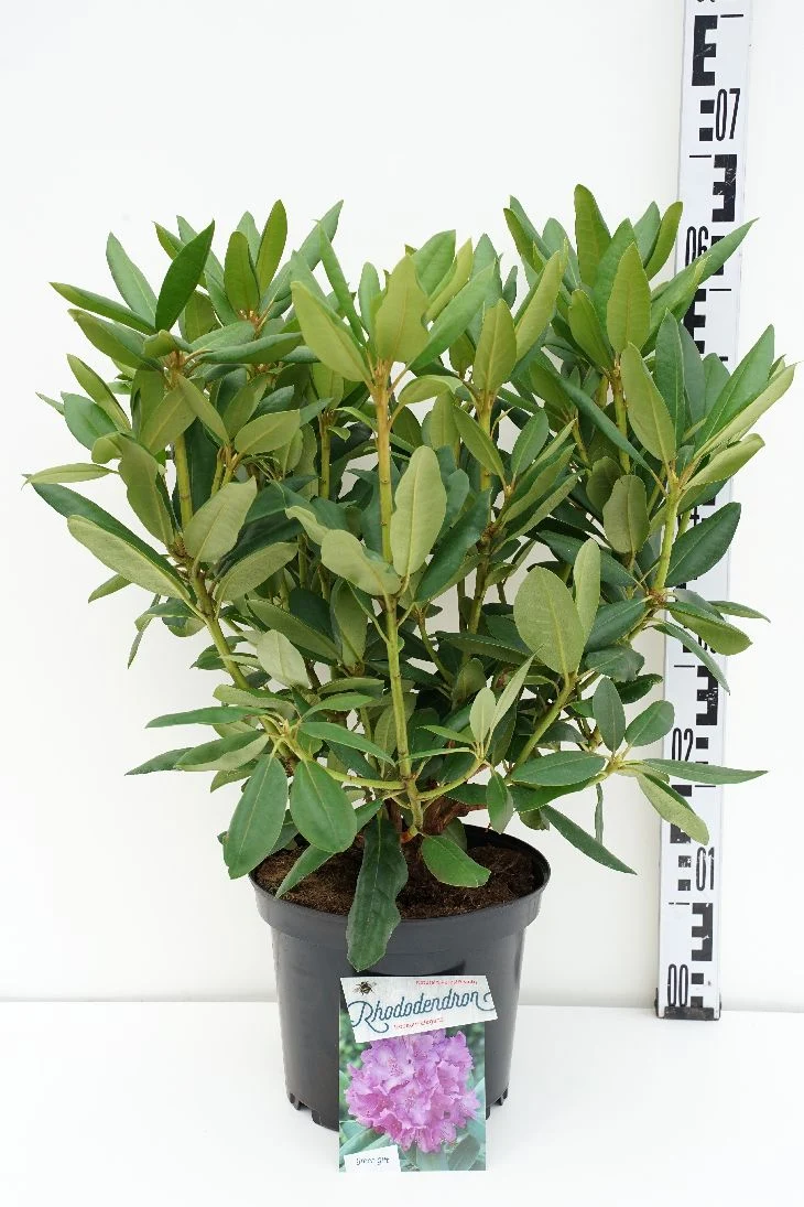 Rhododendron 'Roseum Elegans' C500 (500 liters kruka) 125-150 cm