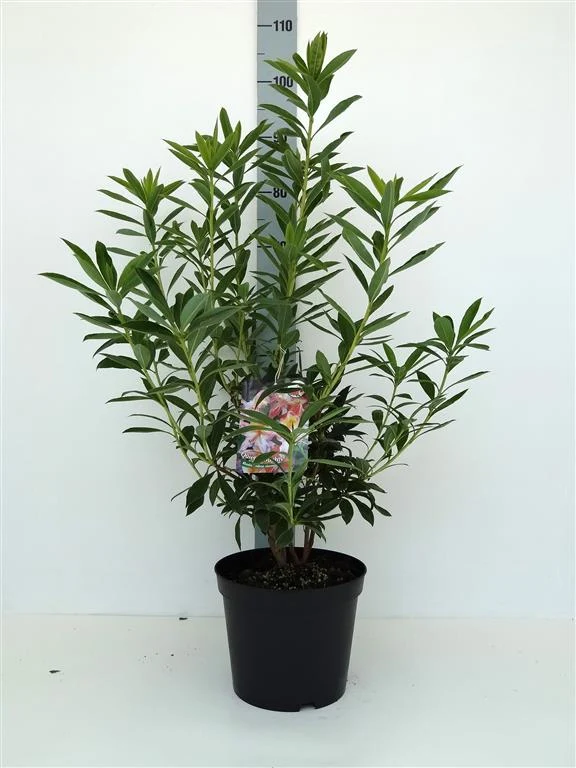 Rhododendron 'Queit Thoughts' C5 (5 liters kruka) 30-40 cm