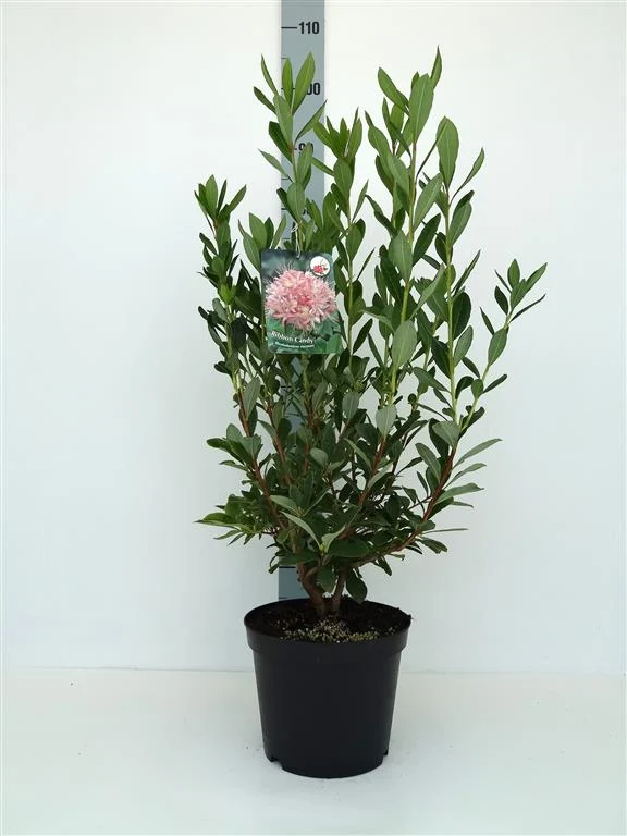 Rhododendron 'Rubon Candy' 30-40 cm, C5 (5 liters kruka)