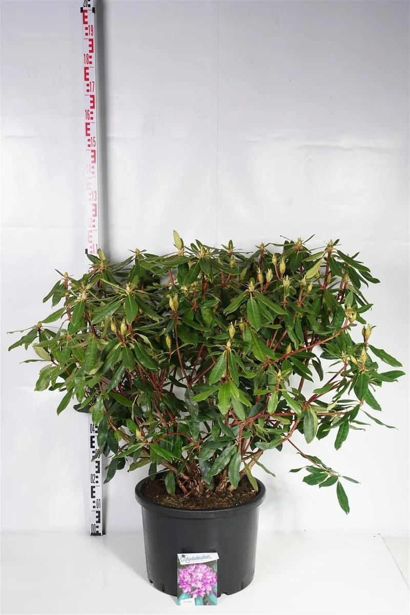 Rhododendron pont. 'Roseum' 100-120 cm rotklump